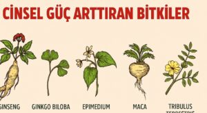 Cinsel Gücü arttıran karışımlar Cinsel Gücü arttıran karışımlar