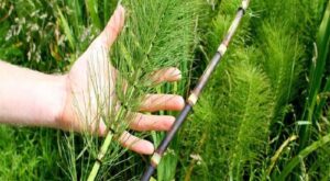 Kırkkilit otu nedir, faydaları nelerdir?