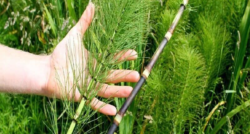 Kırkkilit otu nedir, faydaları nelerdir?